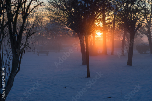 Sunset through park trees on a very cold winter day.