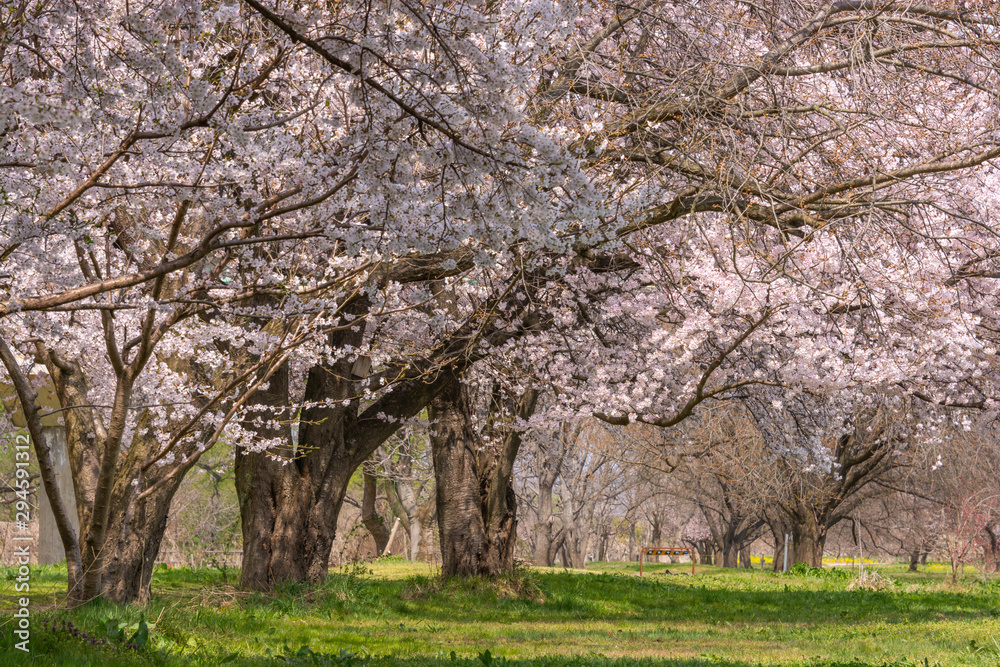 View of Cherry blossom trees Chikuma River River Park