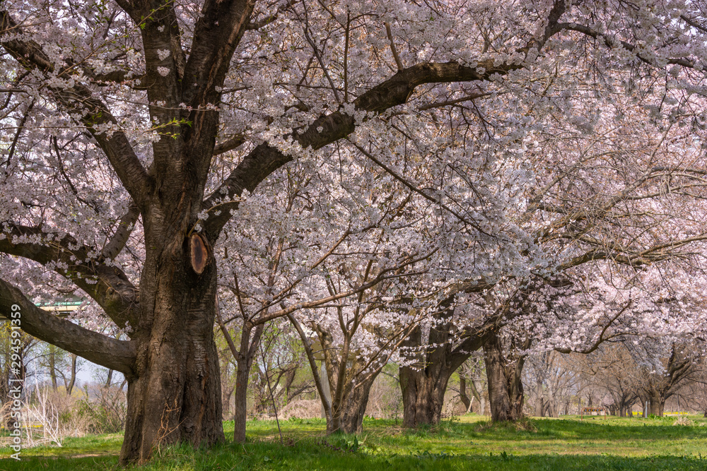 View of Cherry blossom trees Chikuma River River Park