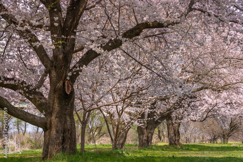 View of Cherry blossom trees Chikuma River River Park © sihasakprachum