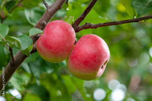 Red Ripe apples on a branch on a background of green foliage. Close-up on a sunny day
