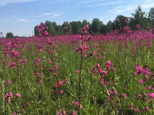 field of flowers