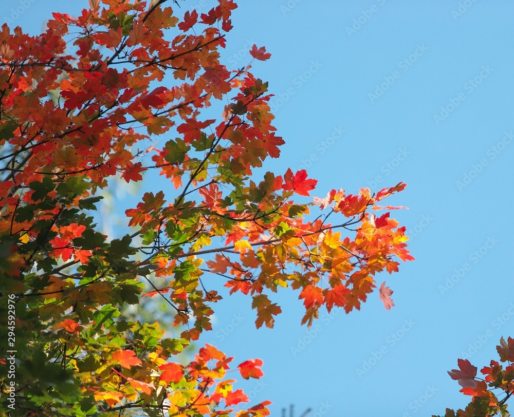 Season of beautiful autumn leaves.artvin