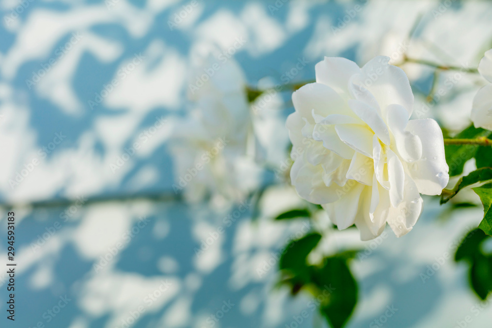 白いバラと光の当たる青い壁 Stock 写真 Adobe Stock