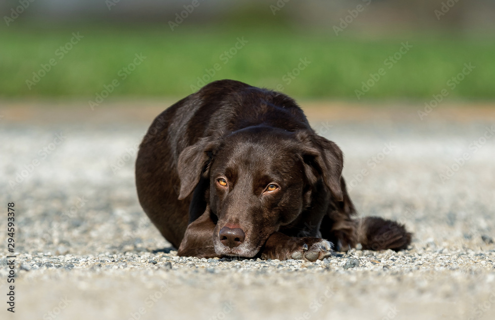 Chien allongé Chien allongé