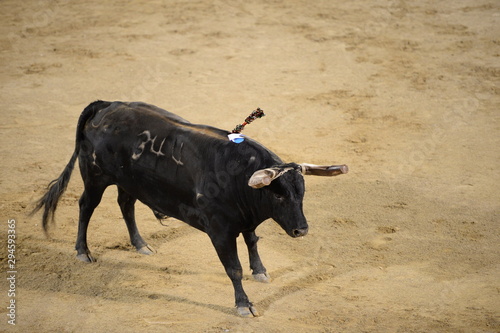 Bull flight Portugal Portuguese cattle soil ground sand