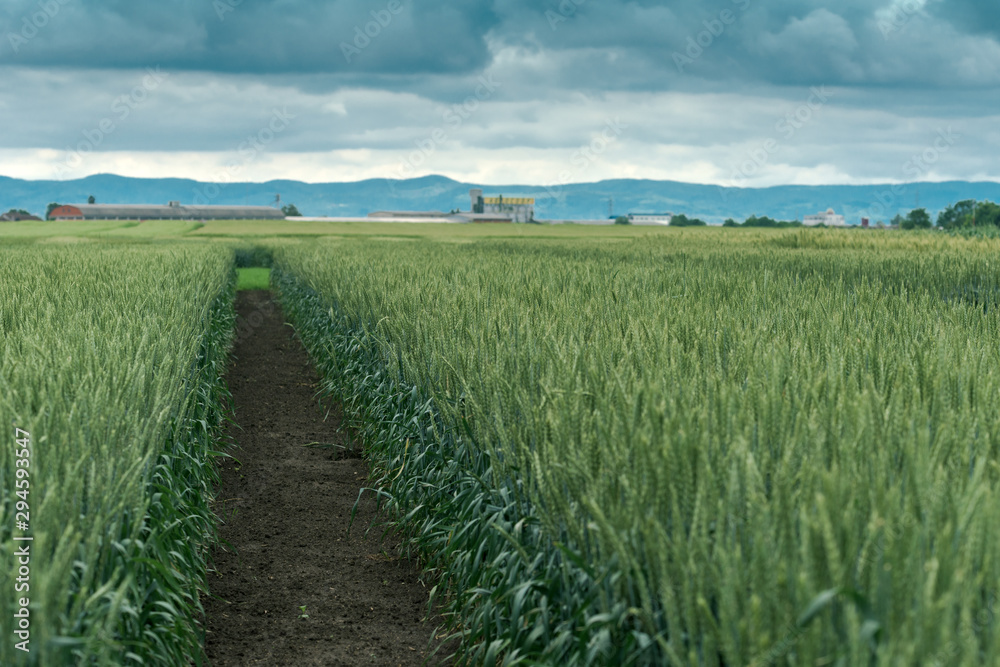 Fototapeta premium Cereal crop landscape with processing plant in background