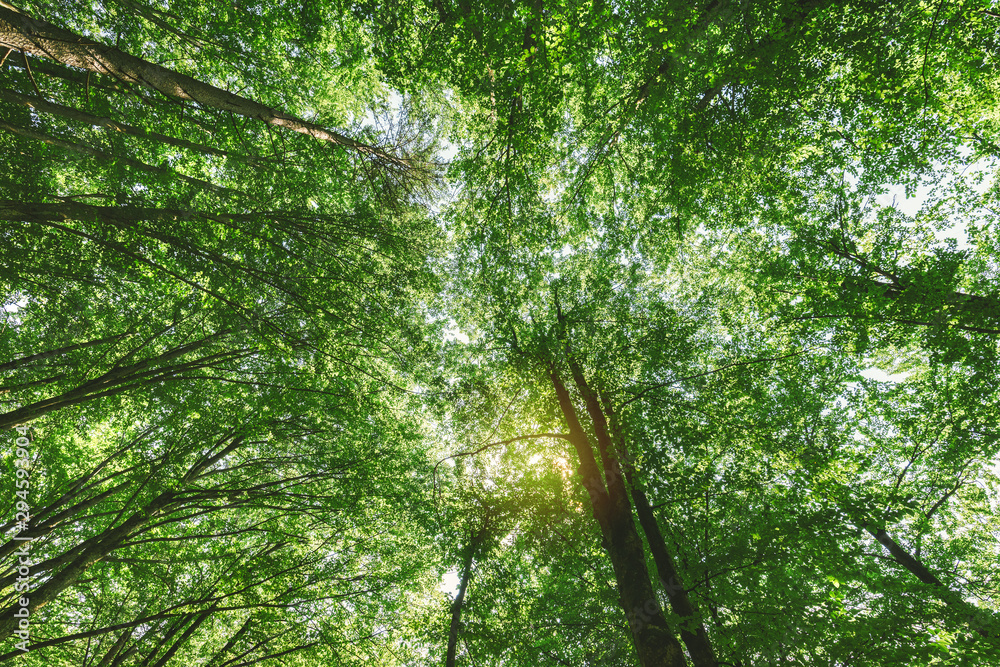 Fototapeta premium In silent forest, low angle view below tall trees