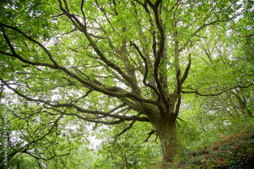 Green trees Green trees