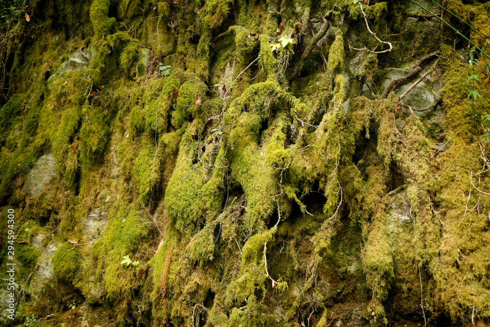 moss moss