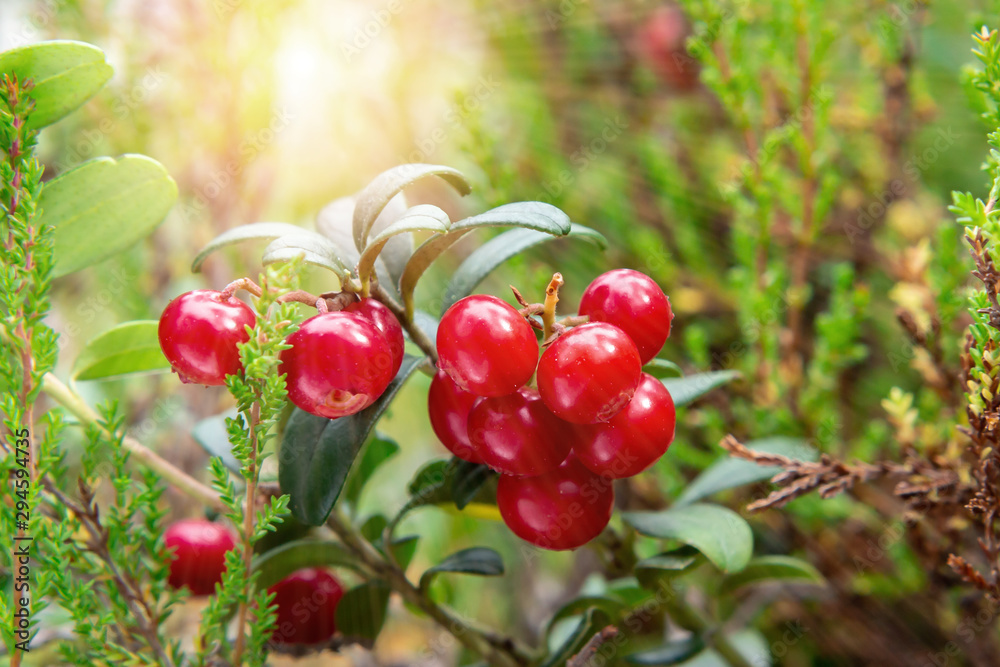 Obraz premium Bunch of ripe red lingonberries on a bush in the forest