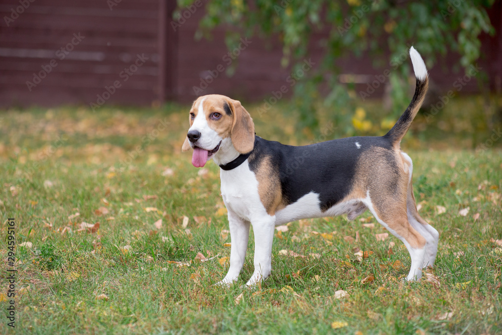 Cute beagle puppy is standing with lolling tongue in the autumn park. Pet animals.