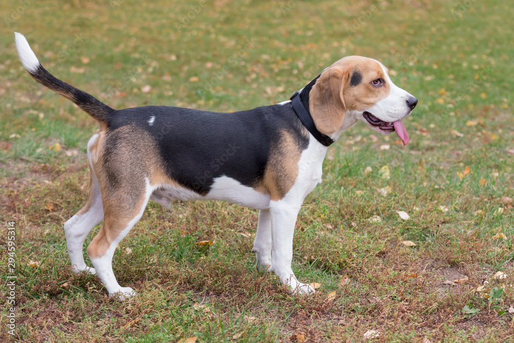 Cute beagle puppy is standing on a grass in the autumn park. Pet animals.