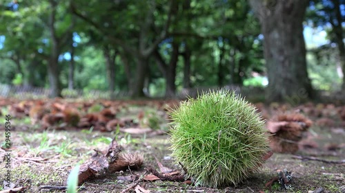 Fallen green spiny cupule of the Sweet Chestnuts (Castanea sativa). Portugal photo