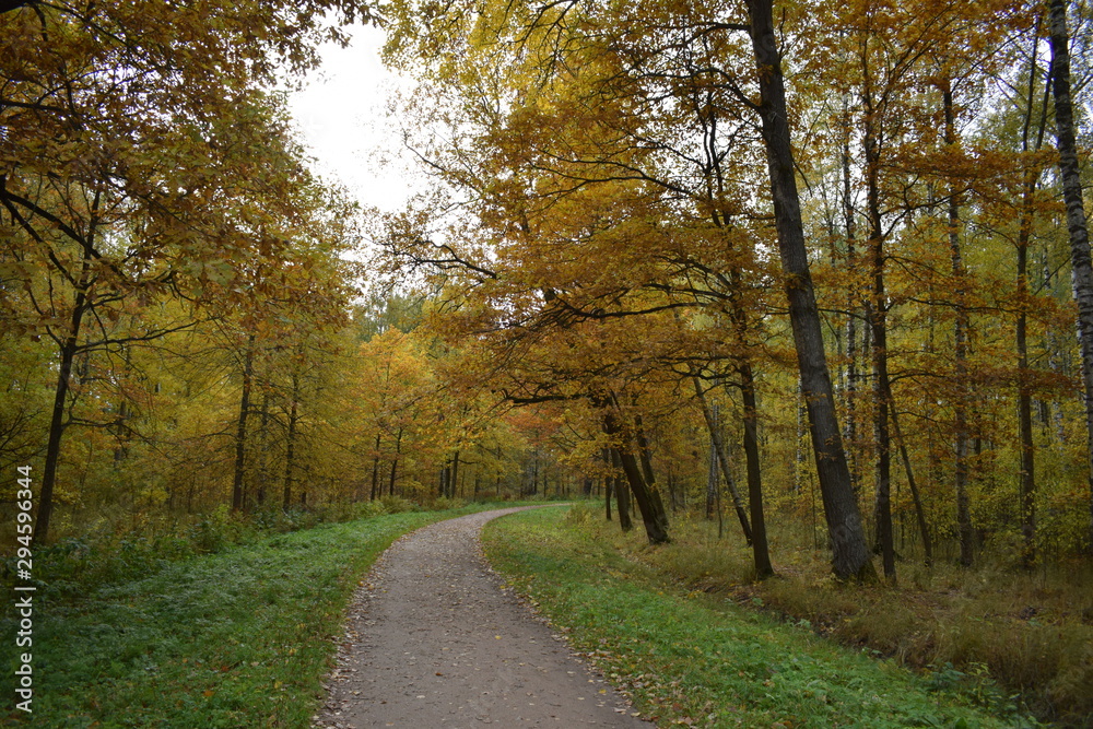 road in the forest