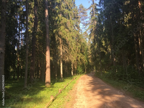 road in forest