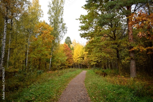 road in the forest © tanzelya888