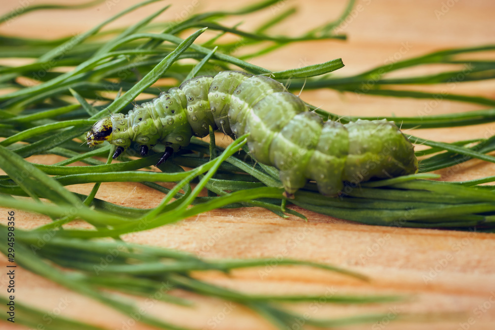 Caterpillar eat fresh herbs
