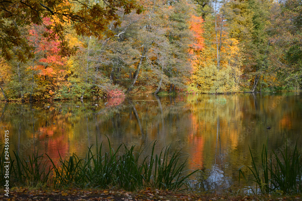 autumn leaves on the lake autumn leaves on the lake