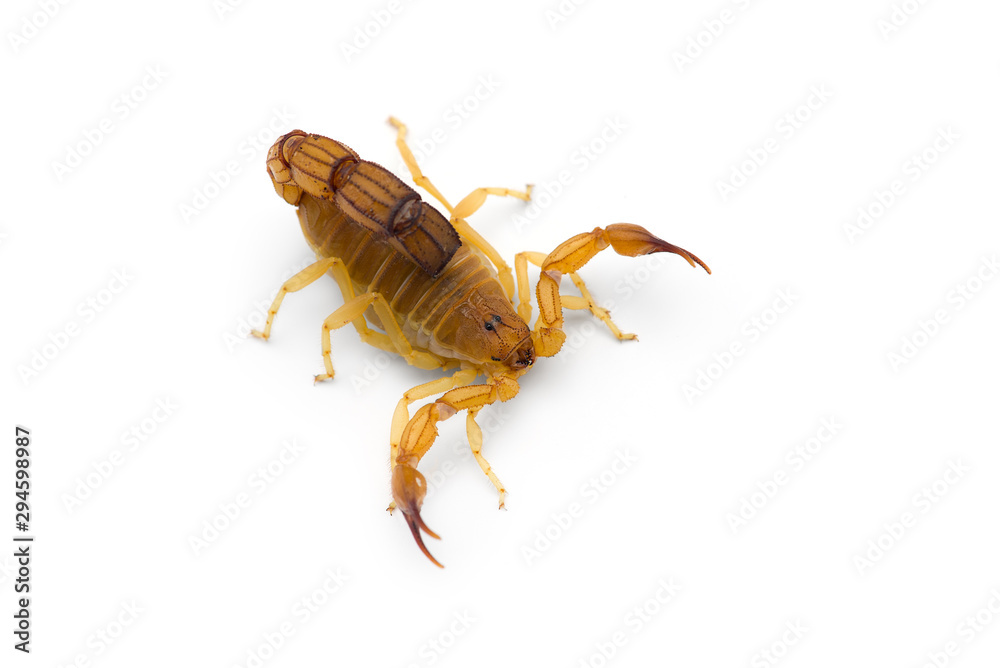 African venom Scorpion isolated on white background African venom Scorpion isolated on white background