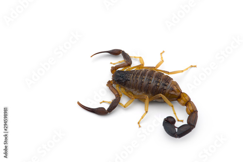 African venom Scorpion isolated on white background