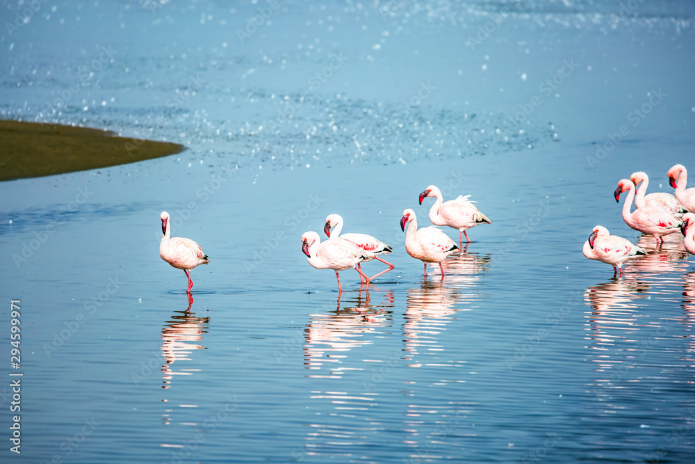White-pink flamingos are reflected in the water