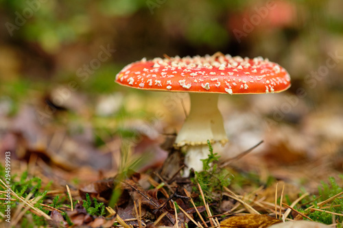 A beautiful red fly agaric standing in a mixed forest on the forest floor in October in autumn in Bavaria, Germany