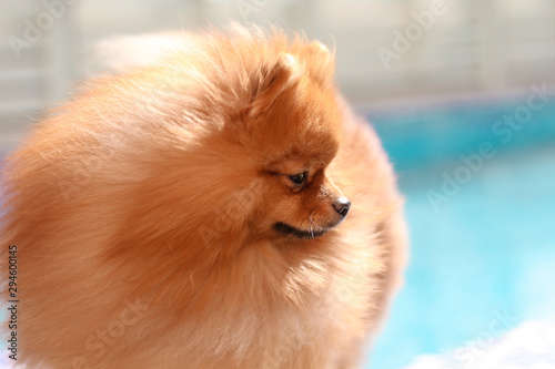 Beautiful red pomeranian puppy portrait. 