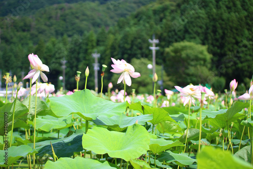 蓮の花（花はす公園、南越前町、福井県）