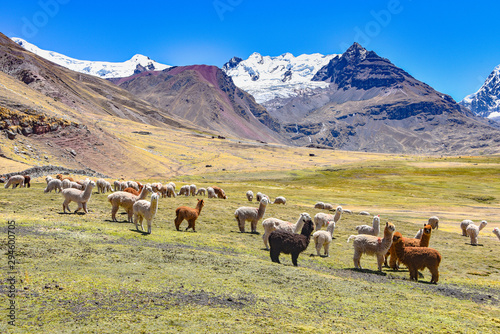 A pack of Alpacas and Llamas graze agains the backdrop of Mt Ausungate. Cusco, Peru