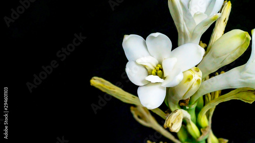 Tableau sur toile Isolated close up tuberose flower
