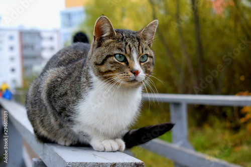 cat sitting on the railing of the bridge in the fresh air © tanzelya888