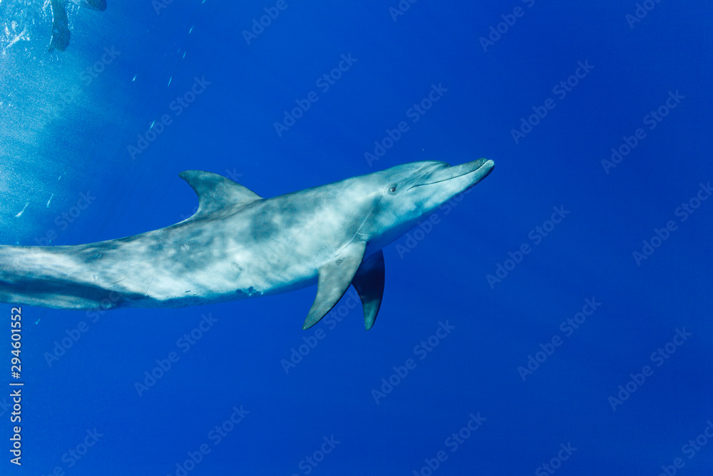 ボニンブルーの海を泳ぐミナミハンドウイルカ