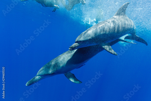 ボニンブルーの海を泳ぐミナミハンドウイルカ © shota