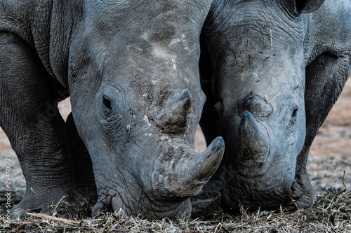 Rhinocéros gris en Namibie, Afrique © Pierre vincent