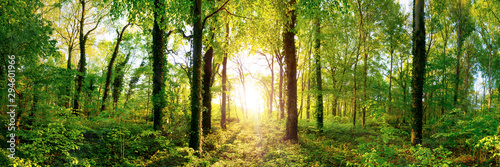 Lichtung in einem Wald mit großen Bäumen im Licht der untergehenden Sonne photo