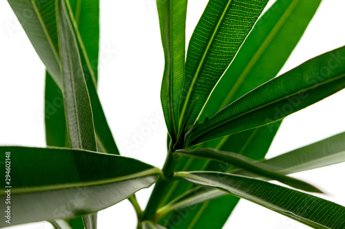 Fototapeta Naklejka Na Ścianę i Meble -  Green tropical plant leaves close up isolated on white background. High contrast creative nature photography.
