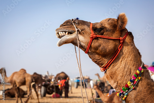 Camels at Pushkar Mela Camel fair in Rajasthan
