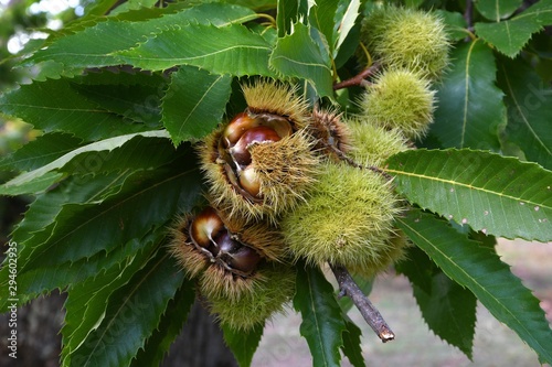 close up of  chestnuts on the branches in a beautiful chestnut forest in Tuscany during the autumn season before the harvest. Italy.