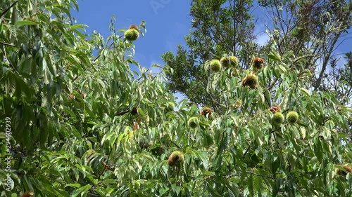 Spiny cupules with nuts of the Sweet Chestnut (Castanea sativa) on a tree. Portugal photo