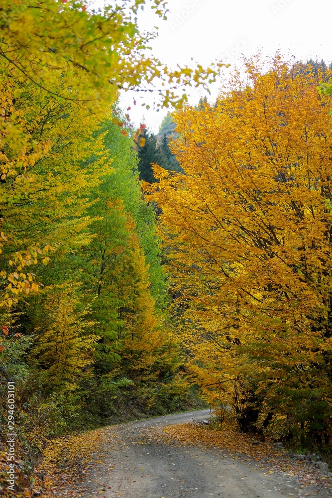 Fototapeta premium Amazing golden autumn colors in the forest path track.artvin/turkey