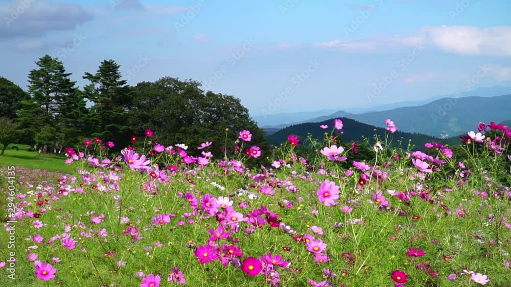 満開に咲くコスモス(黒姫高原) 満開に咲くコスモス(黒姫高原)