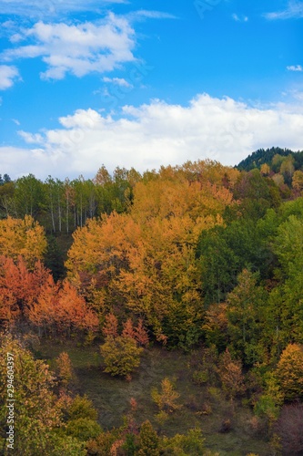 Fototapeta Naklejka Na Ścianę i Meble -  Amazing golden autumn colors in the forest path track.artvin/turkey