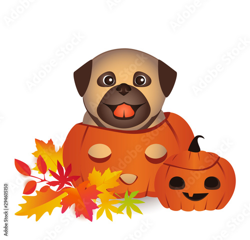 Cute dog on Halloween Jack o lantern  pumpkin vector. Lovely smiling pug puppy.