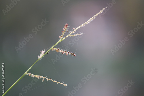 Grass