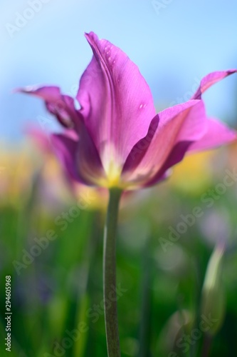 tulip and clear blue sky