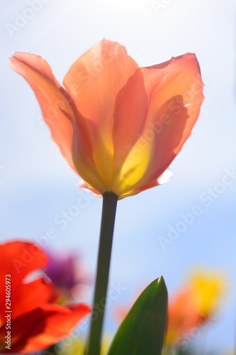 tulip and clear blue sky