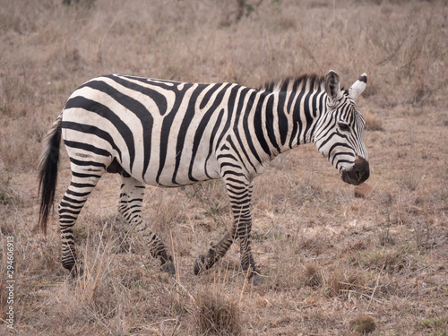 zebra in nairobi national park