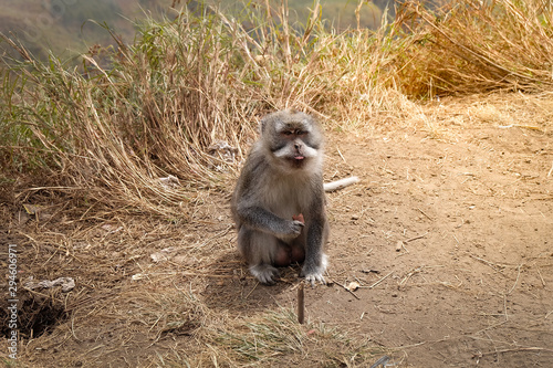 Konstfotografi The little monkey is eating chocolate on the mountain, happy with food, tongue out and enjoying, starving animal