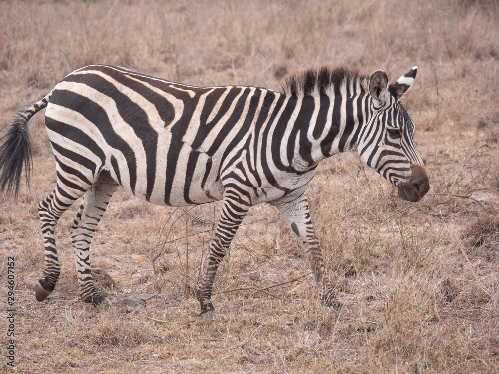 zebra in nairobi national park zebra in nairobi national park